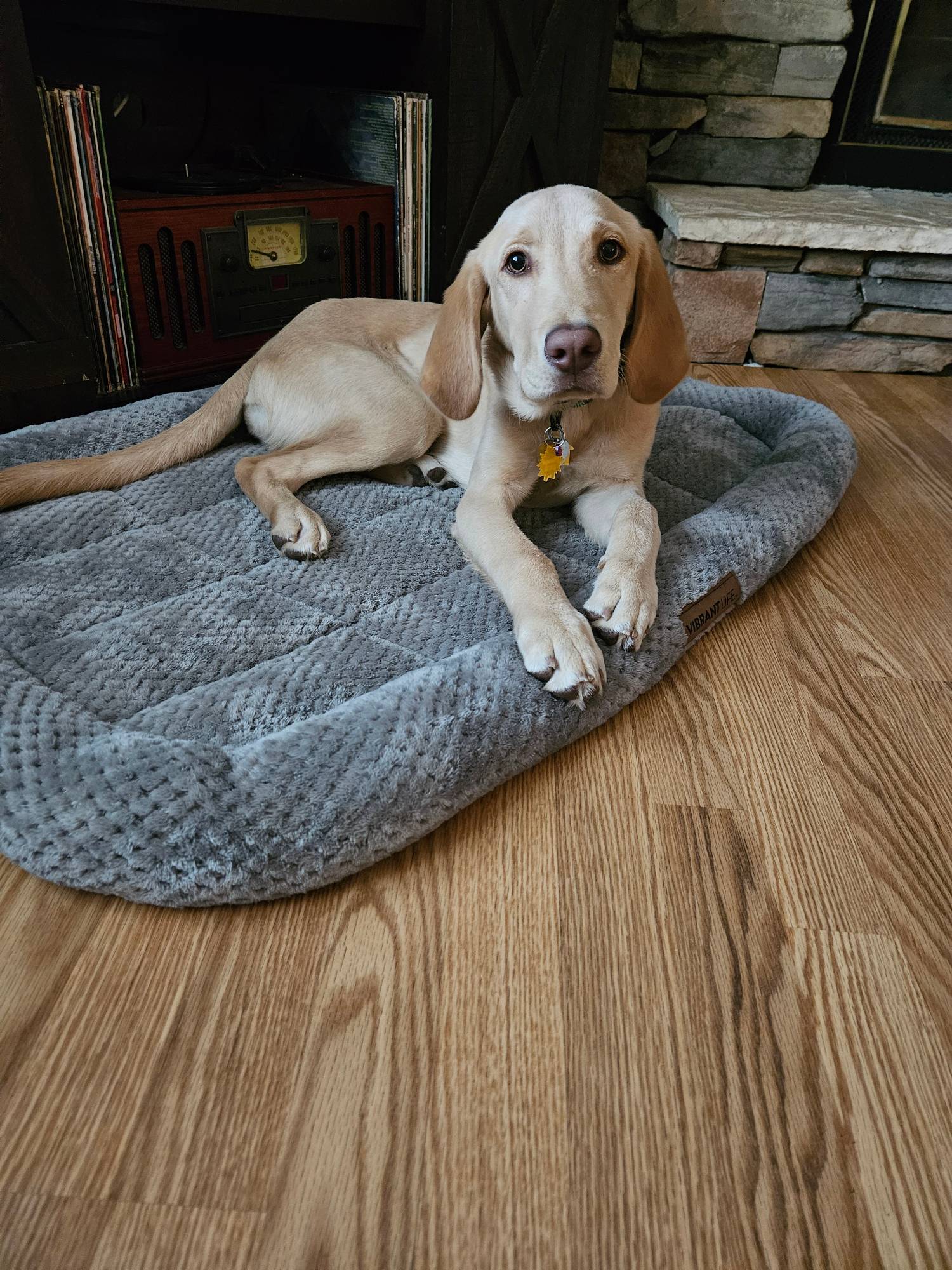 Dog settling into Pro 36's home environment