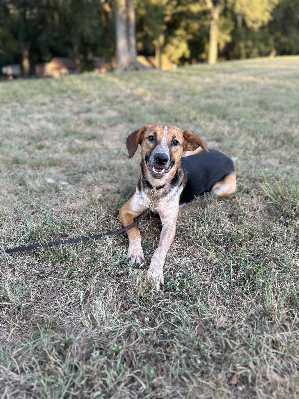 A dog demonstrating trained obedience